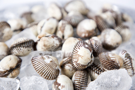 Close up of  food ingredients Isolated on   - salsify, oyster, mussel, shrimp and clamの写真素材