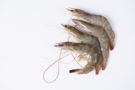Close up of  food ingredients Isolated on   - salsify, oyster, mussel, shrimp and clamの写真素材