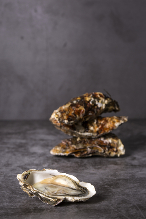 Close up of  food ingredients Isolated on   - salsify, oyster, mussel, shrimp and clam