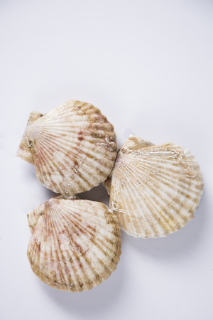Close up of  food ingredients Isolated on   - salsify, oyster, mussel, shrimp and clam