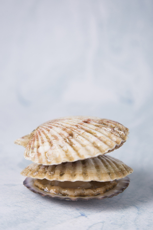 Close up of  food ingredients Isolated on   - salsify, oyster, mussel, shrimp and clamの写真素材