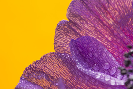 Close up of beautiful coloured flowersの写真素材