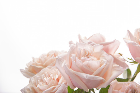 Close up of beautiful coloured flowersの写真素材