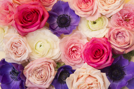 Close up of beautiful coloured flowers