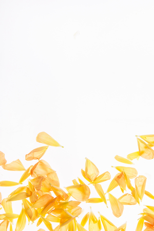 Close up of beautiful coloured flowersの写真素材