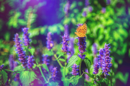 Beautifu natural sceneryの写真素材
