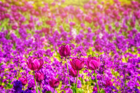 Beautifu natural sceneryの写真素材
