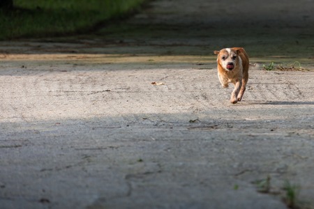 a country Cute puppyの写真素材