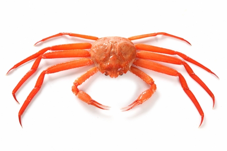 red snow crab, white backgroundの写真素材