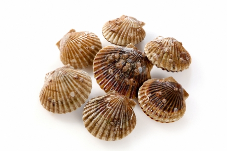 seven scallops, white background