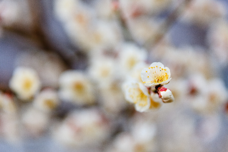 plum blossom the beginning of springの写真素材