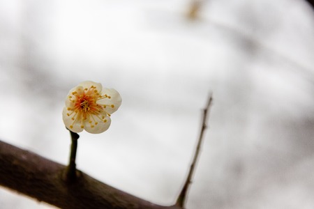 plum blossom the beginning of springの写真素材