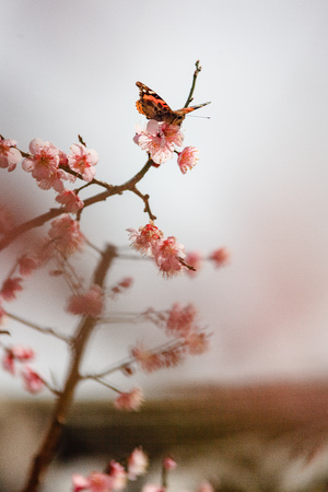 Japanese apricot flowerの写真素材