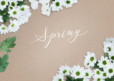 Spring background with chrysanthemum.の写真素材