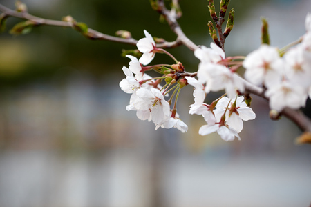 Blooming tree in spring, close up of cherry blossomsの写真素材