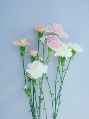 Beautiful carnation flower isolatedの写真素材