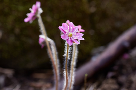 Spring wild beautiful pink flowers in the forestの写真素材