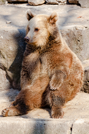 Friendly brown bears in the zooの写真素材