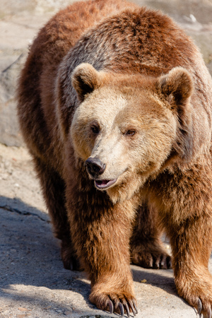 Friendly brown bears in the zooの写真素材