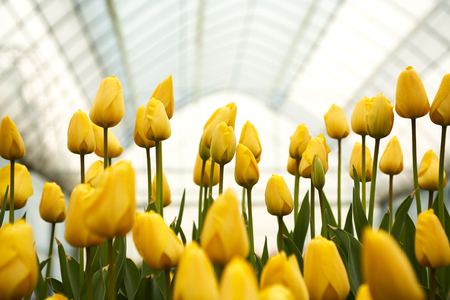 Tulip, tulips, flowers, spring flowersの写真素材