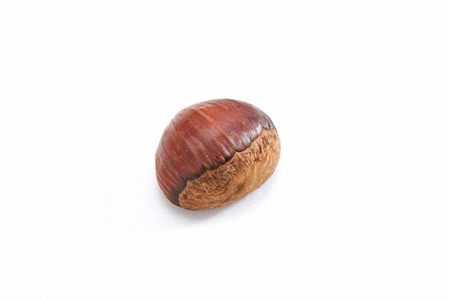 one chestnut in white backgroundの写真素材