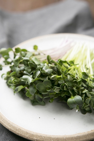 radish sprouts on round plateの写真素材