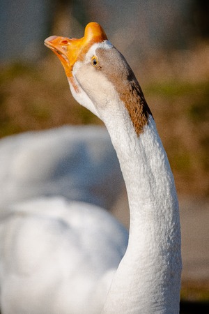 Close up of gooseの写真素材