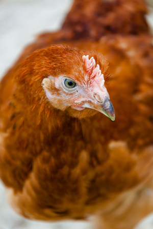 a healthy chicken in the countryの写真素材