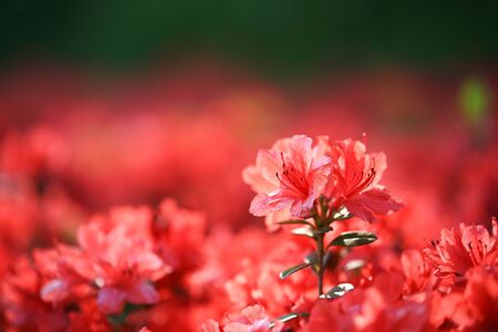 Close up of fresh flowers, beautiful flowerの写真素材