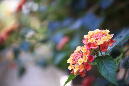 Close up of fresh flowers, beautiful flowerの写真素材