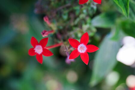 Close up of fresh flowers, beautiful flowerの写真素材
