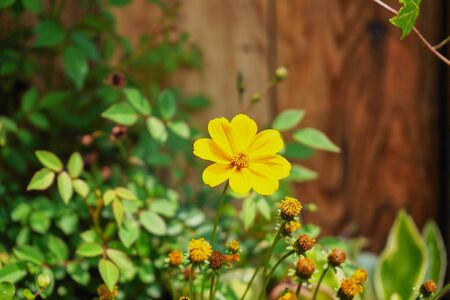 Close up of fresh flowers, beautiful flowerの写真素材