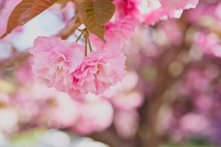 Close up of fresh flowers, beautiful flowerの写真素材