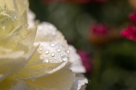 Close up of fresh flowers, beautiful flowerの写真素材