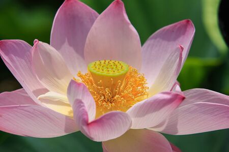 Close up of fresh flowers, beautiful flowerの写真素材