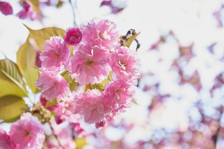 Close up of fresh flowers, beautiful flowerの写真素材
