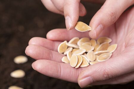 collection of healthy superfood, close up of various seeds