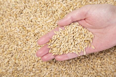 collection of healthy superfood, close up of various seedsの写真素材