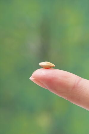 collection of healthy superfood, close up of various seeds