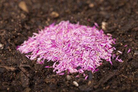 collection of healthy superfood, close up of various seeds 155