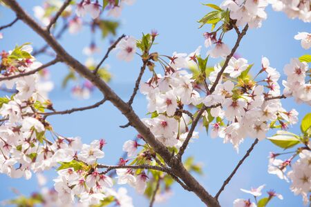 Beautiful cherry blossom, blooming tree in spring timeの写真素材