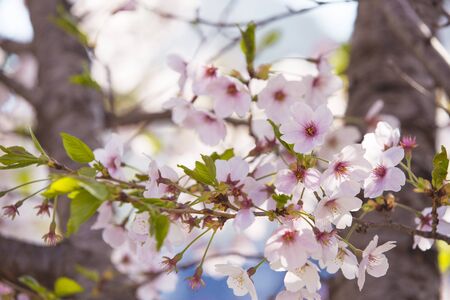 Beautiful cherry blossom, blooming tree in spring timeの写真素材