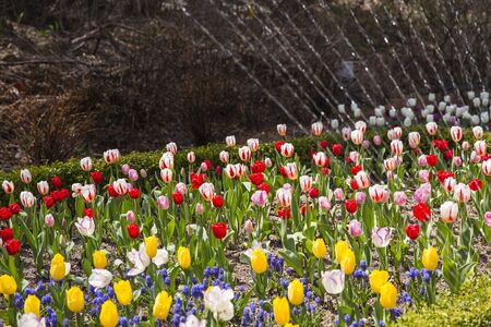 Beautiful nature in spring, fresh tree and flowersの写真素材
