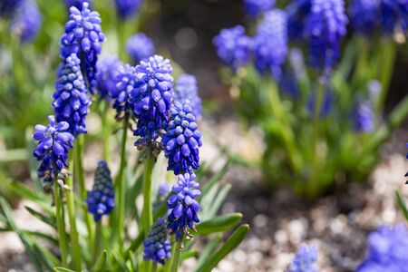 Beautiful nature in spring, fresh tree and flowersの写真素材