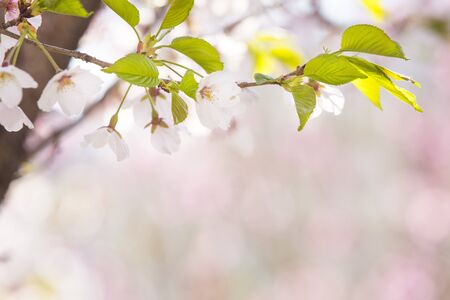 Beautiful cherry blossom, blooming tree in spring timeの写真素材