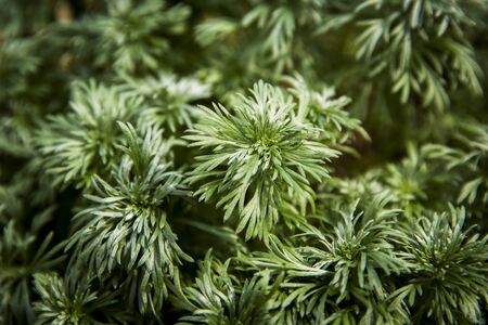 Beautiful nature in spring, fresh tree and flowersの写真素材