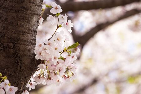 Beautiful cherry blossom, blooming tree in spring timeの写真素材