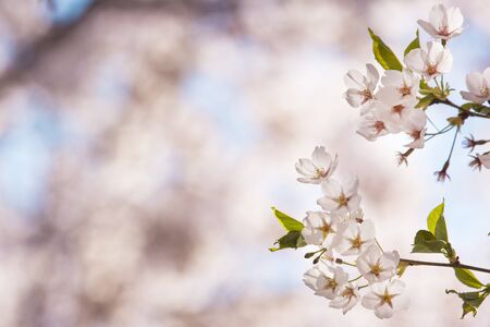 Beautiful cherry blossom, blooming tree in spring time