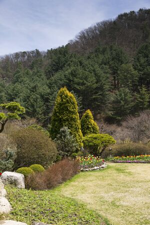 Beautiful nature in spring, fresh tree and flowersの写真素材