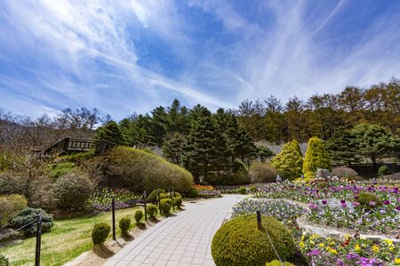 Beautiful nature in spring, fresh tree and flowersの写真素材